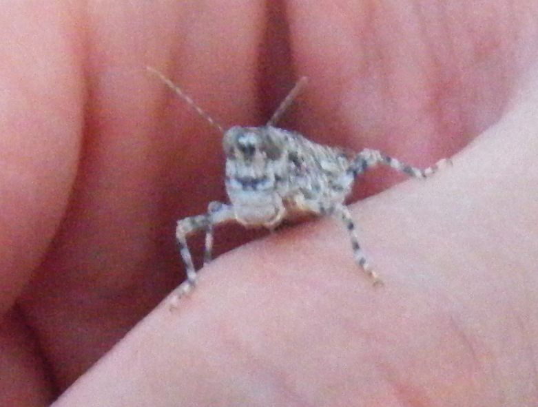 Cavallette della sabbia - Sphingonotus sp. e Acrotylus sp.